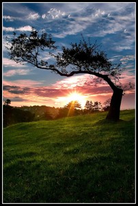 A solitary tree in the mountains at sunrise.