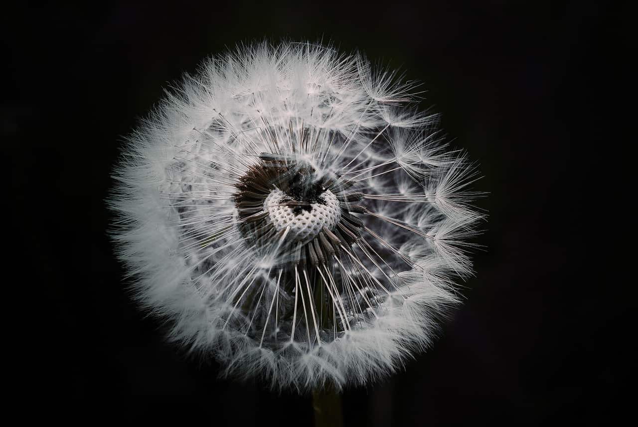 Image of a dandelion representing the highly sensitive person