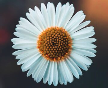 Image of a daisy for the highly sensitive person test