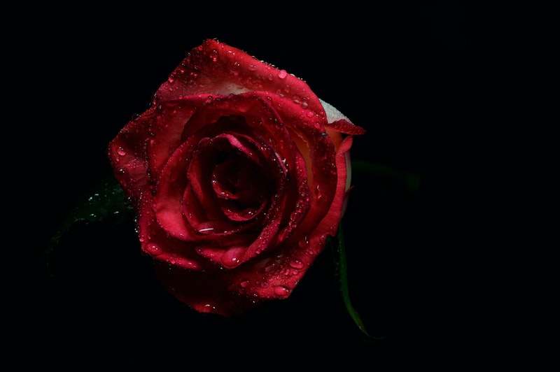 Image of a red rose