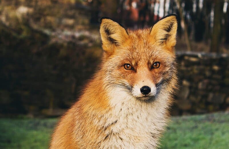 Image of a fox totem animal