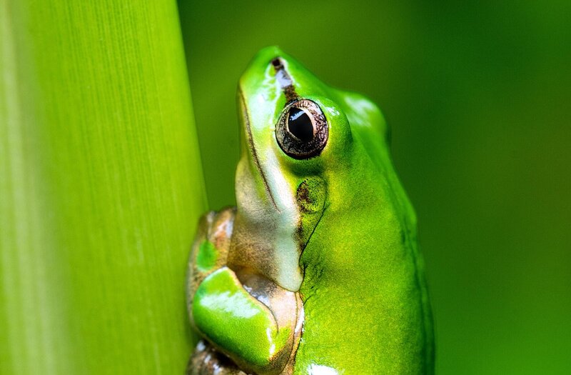 Image of frog power animal