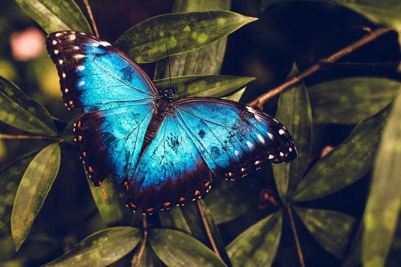 Image of a blue butterfly