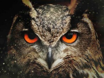 7 Ways to Connect With Your Spirit Animal