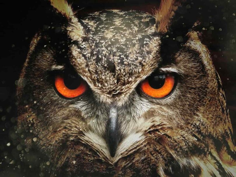 Image of an owl spirit animal