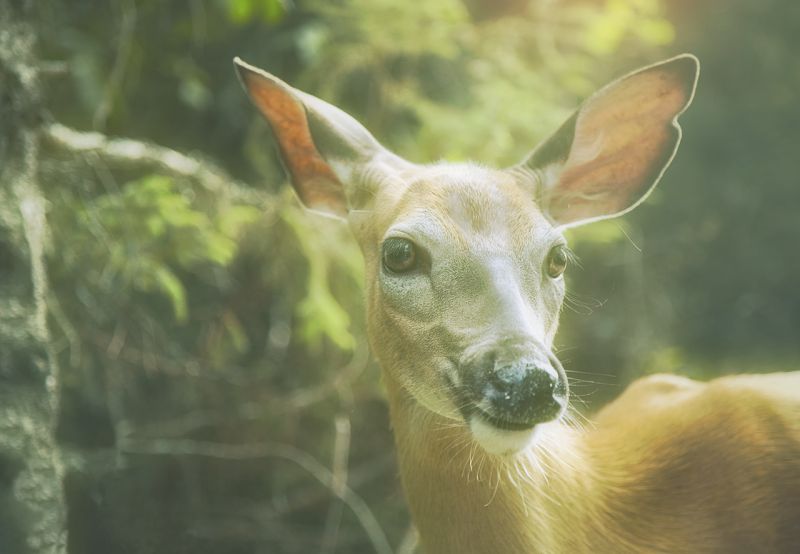 Image of a gentle deer