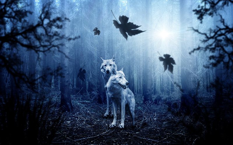 wolf spirit animal image