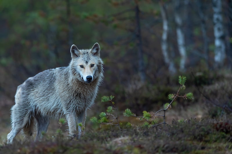 Is Your Spirit a Fox, a Wolf, or a Dog?