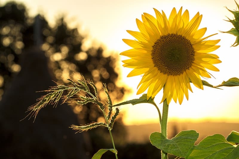 Image of a yellow sunflower symbolic of the authentic self