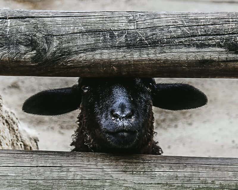 Image of a black sheep of the family