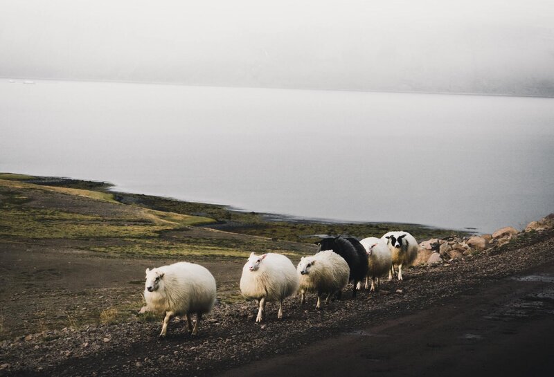 Image of a black sheep of the family amongst white sheep