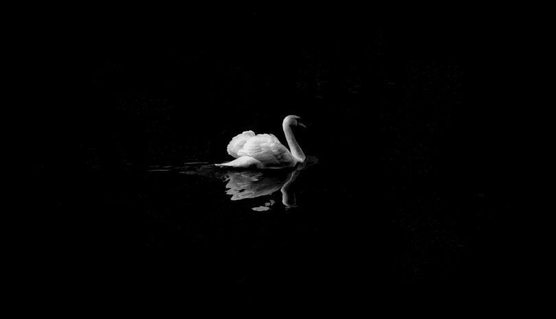 Image of a white swan on a black sea