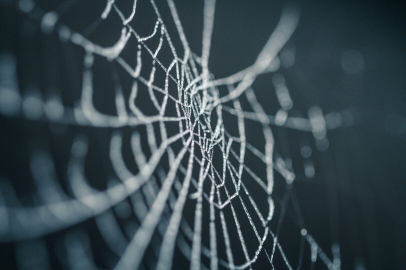 Image of a spider's web