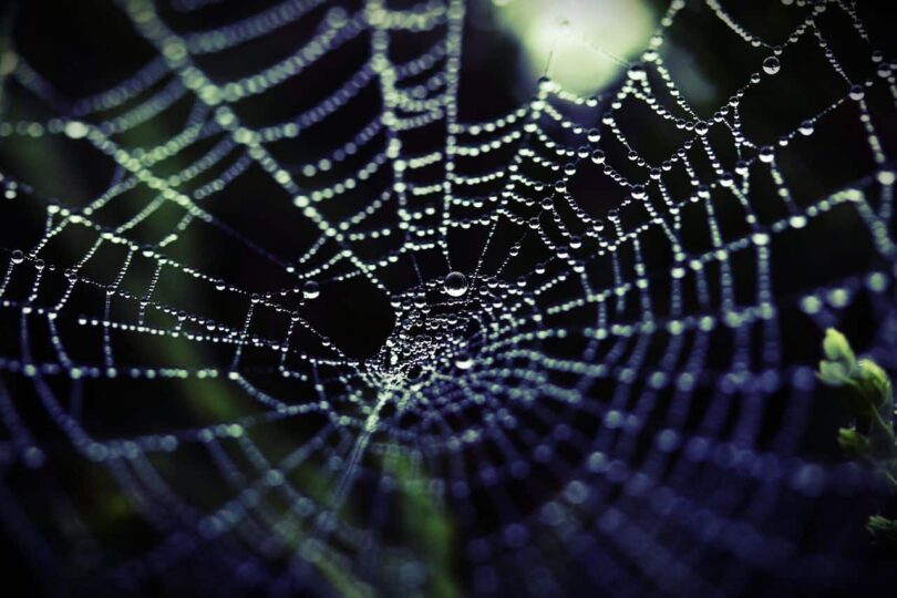 Image of a spider's web that represents core beliefs