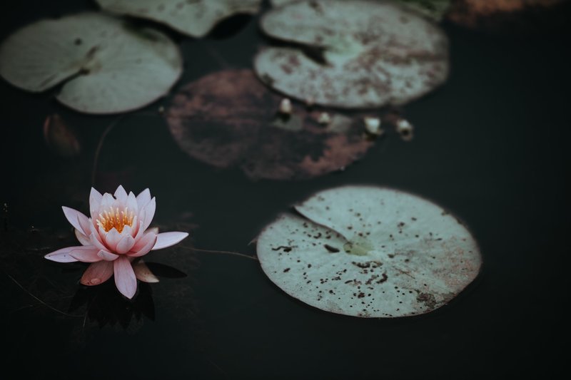 Image of a lotus blossom that represents inner peace