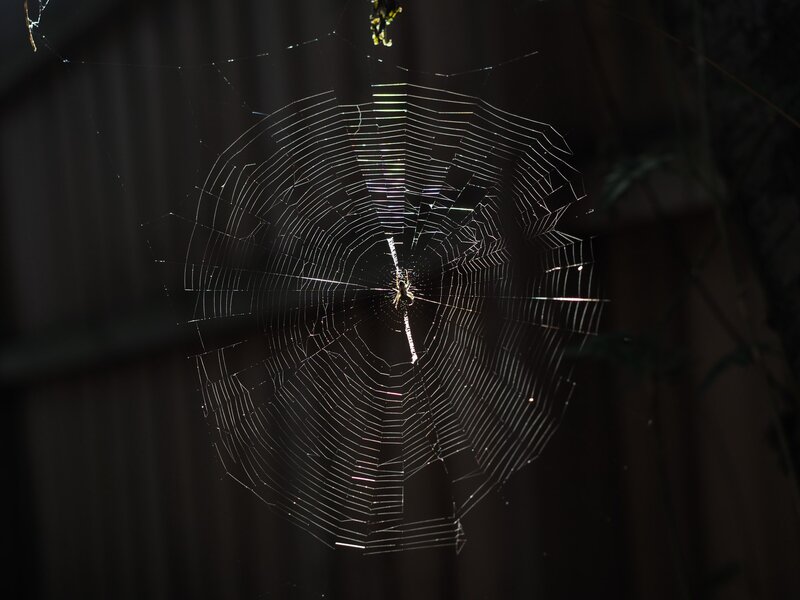 Image of a spider's web symbolic of core beliefs