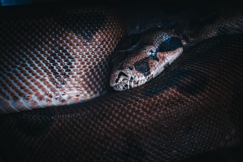 Image of a snake representing malicious and mean people