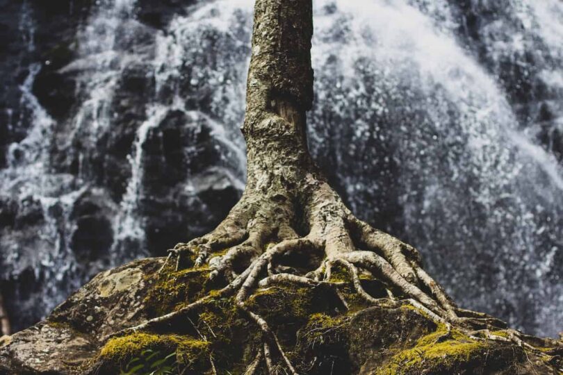 Image of tree roots symbolic of learning how to ground yourself