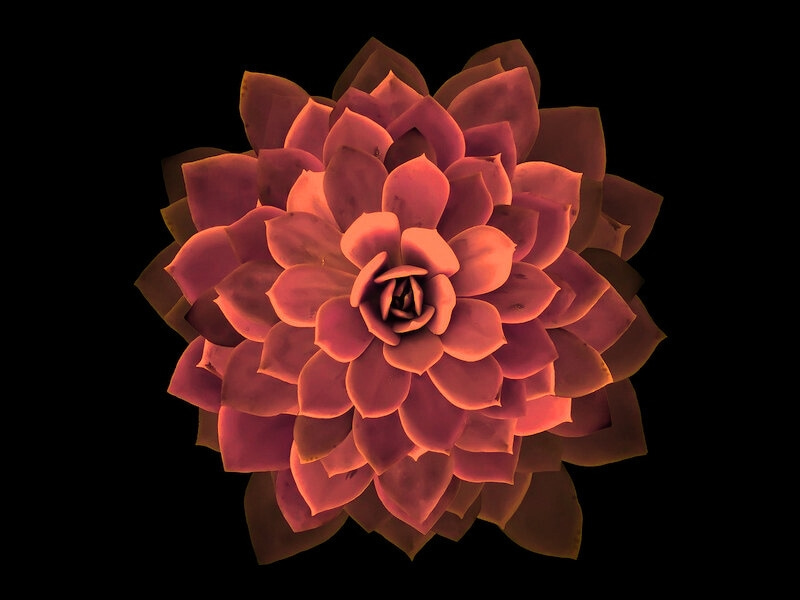 Image of a flower that represents the transformative process of spiritual alchemy