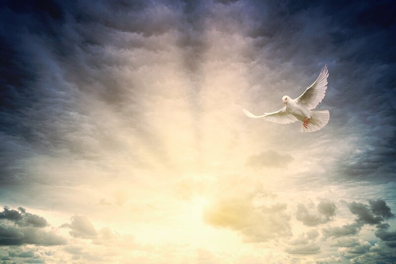 Image of a dove symbolic of the lightworker