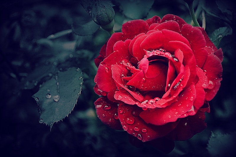 Image of a red rose on a black background for when life sucks