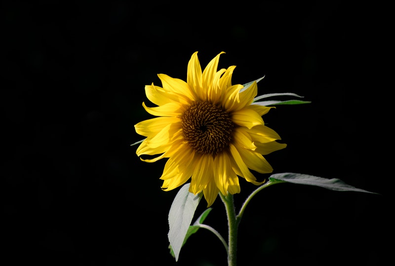 Image of a sunflower on a black background symbolic of when life sucks and you want to feel better