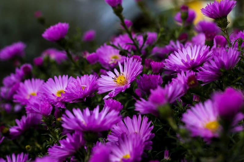 Image of soothing purple flowers for when life sucks