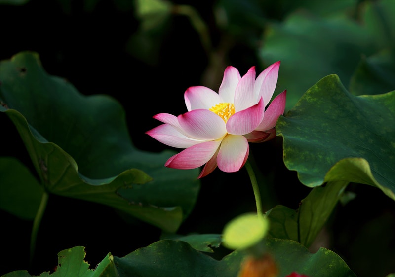 Image of a soothing lotus flower for when life sucks