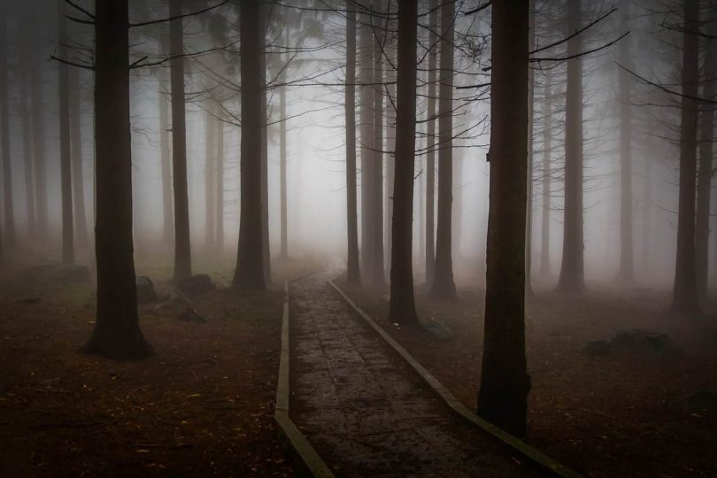 Image of a dark forest that represents the spiritual journey