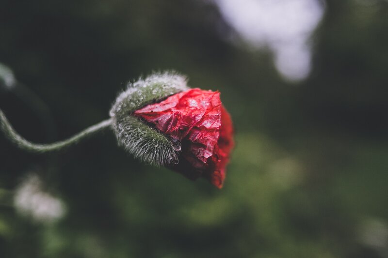 Image of a blossoming bud