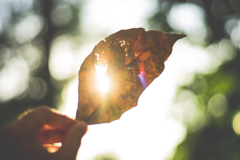 Image of a leaf with sunlight peeking through