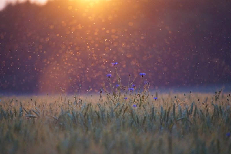 Image of a beautiful cornflower nature scene