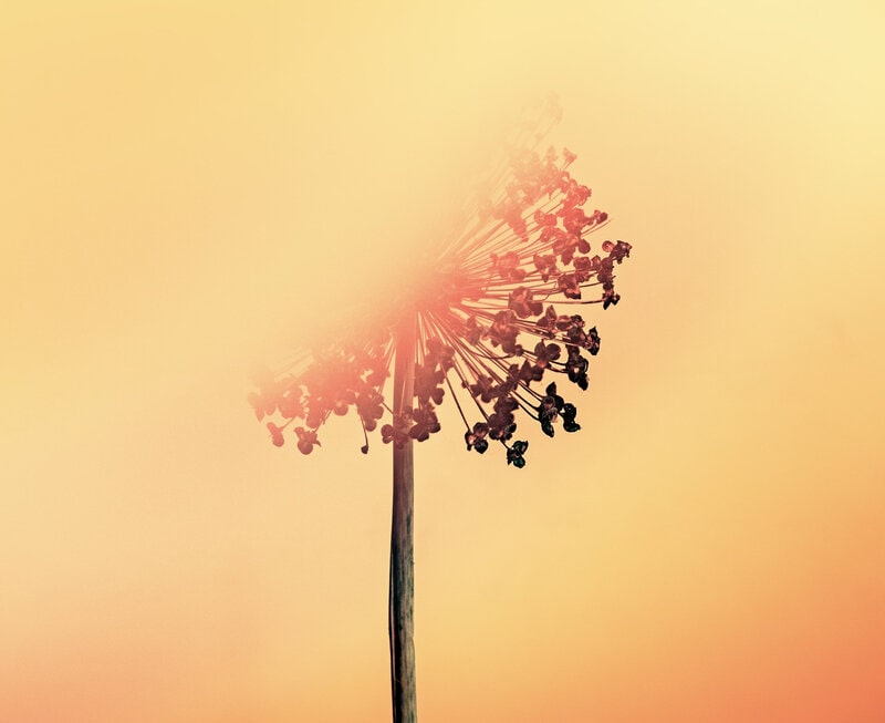 Image of a dandelion