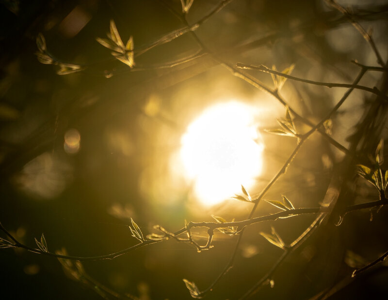 Image of sunlight shining through the tree canopy