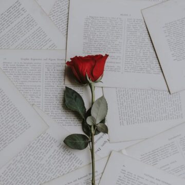 Image of a rose for the love style quiz