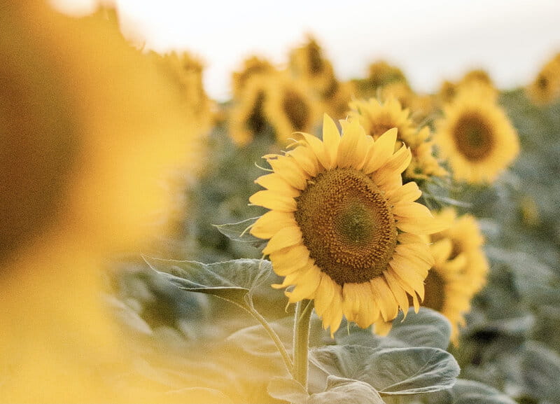 Image of a beautiful yellow sunflower