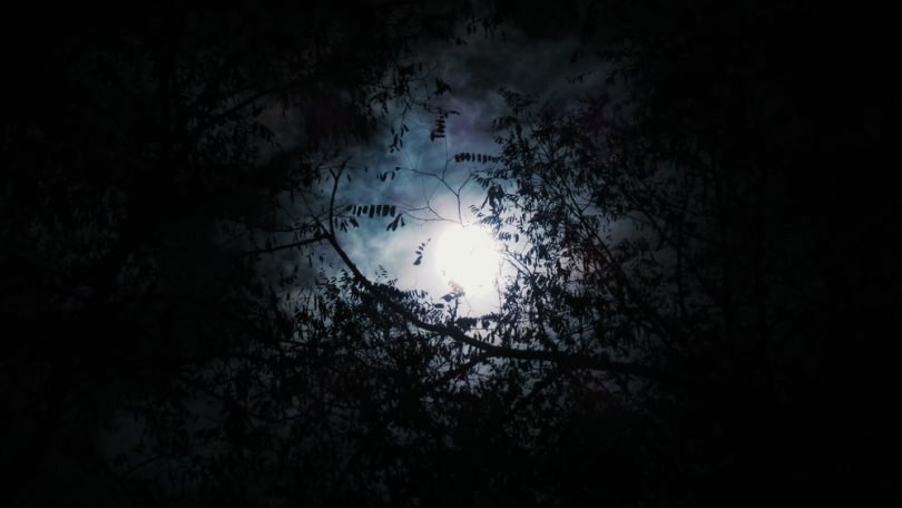 Imagen de un bosque negro simbólico de la noche oscura del alma.