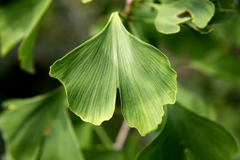 Gingko Natural Energy Boosters image