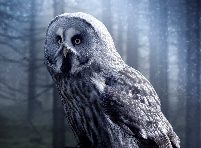 Image of an owl that symbolizes spiritual guidance