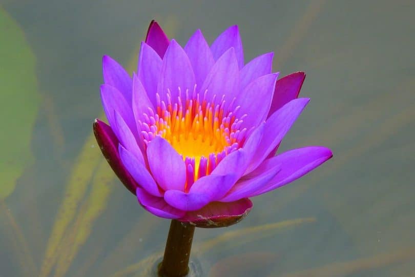 Violet flame meditation image