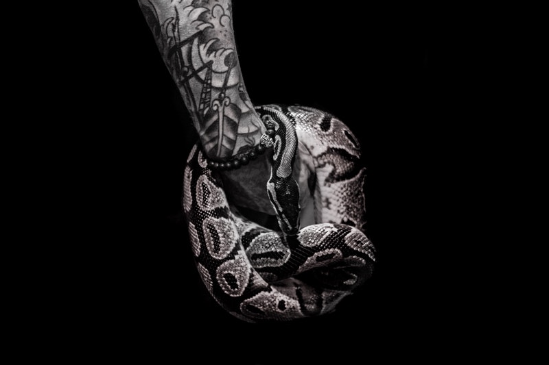 Image of a snake symbolic of fear