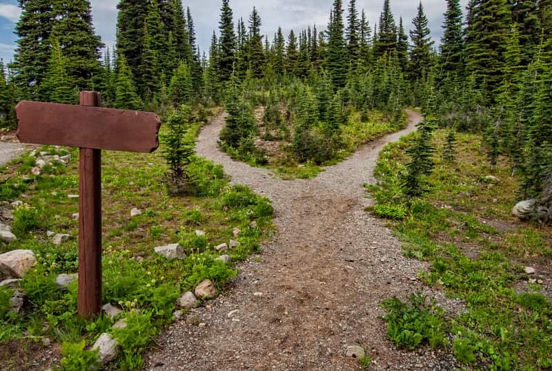 Image of two diverging paths in a green forest