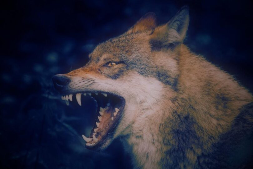 Image of a snarling wolf symbolic of creating personal boundaries