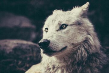 How to Embrace Being a Lone Wolf and Walk Your OWN Path