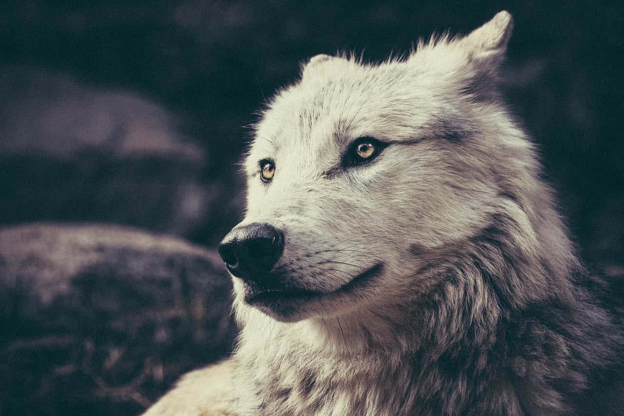 how-to-embrace-being-a-lone-wolf-and-walk-your-own-path-lonerwolf