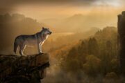 Do You Ever Feel Like an Outsider Looking In? Here’s Why … ⋆ LonerWolf