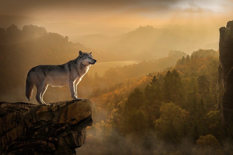 Imagem de um lobo solitário parado na face de um penhasco