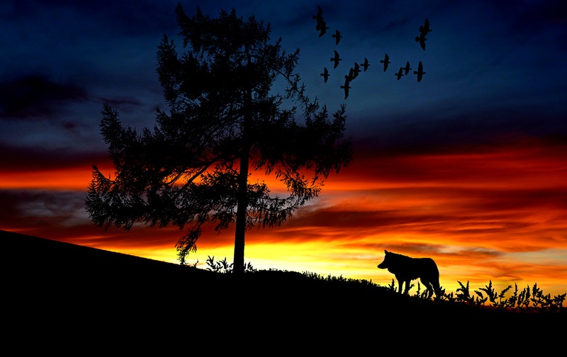 Image of a lone wolf at sunset