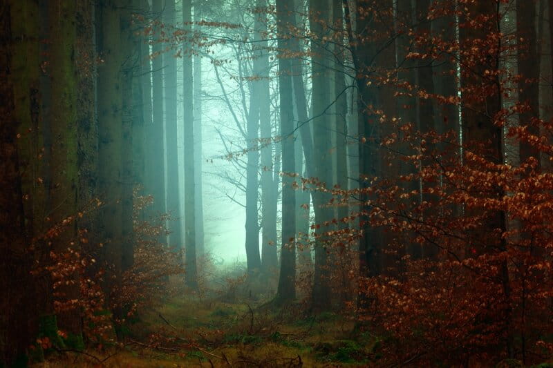 Image of a misty forest