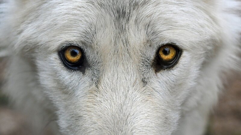 Imagem dos olhos de um lobo branco